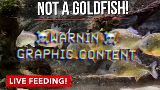 PIRANHA vs Carp a First time Encounter with BONUS footage! (Warning! Graphic content)