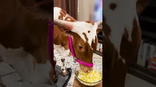 Cow Walks Into The House To Hang With Mom | The Dodo