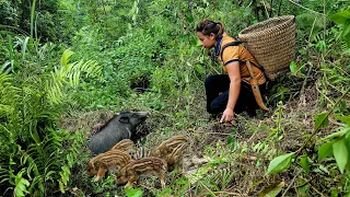 Hunting for wild boar - giving birth in the forest, ferocious, attacking people, survival skills