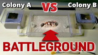 I CREATED AN ANT WAR | D colony