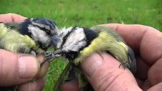 Blue Tits Fighting