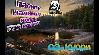 РУССКАЯ РЫБАЛКА 4 | ГДЕ НА ОЗ. КУОРИ ЛОВИТЬ ПАЛИЮ И НАЛИМА?!