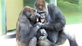 Shabani and Kiyomasa, the beginning of a parent-child play in perfect sync. Gorilla, Silver back.