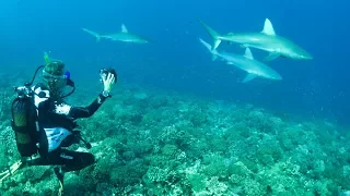 I've never seen this many sharks!! Sailing Vessel Delos Ep. 135