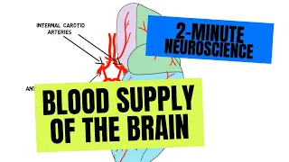 2-Minute Neuroscience: Blood Supply of the Brain