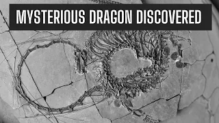 240 million year old Mysterious Chinese dragon discovered