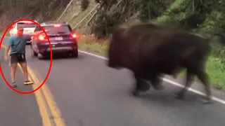 The Most GRUESOME Bison Attack Ever Recorded