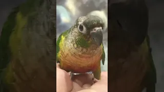 Ручной попугай Пиррура