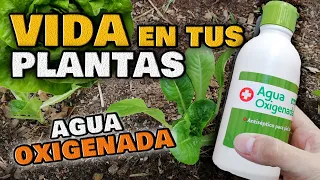 Usos ASOMBROSOS del AGUA OXIGENADA en las Plantas | INSECTICIDA y FUNGICIDA para Huerto y Jardín