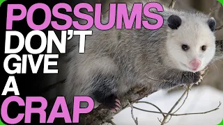 Possums Don’t Give A Crap (£1 sponsor plug)