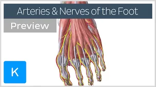 Nerves and arteries of the foot (preview) - Human Anatomy | Kenhub