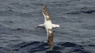 Dynamic Soaring: How the Wandering Albatross Can Fly for Free