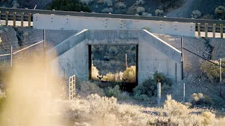 How Wildlife Crossings Protect Migrating Animals in Nevada