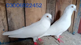 pigeon for sale in Pakistan WhatsApp  03006922452