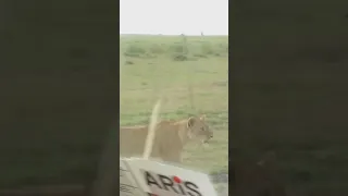 Lioness walking alone in masai mara#viralvideo#viral#viralreels#viralshorts#masaimara