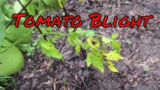 Tomato Blight