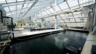 Modern Koi Blog #938 - Niigata Spezial: Dainichi Koi Farm