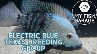 “Electric Blue Texas” Rio Hondo breeding group