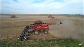 Wheat Harvest 22 near Anthony Kansas with Paplow Harvesting