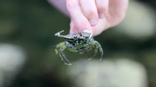 Harvesting Invasive Green Crabs