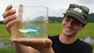 Catching Aquarium Fish in the Wild!