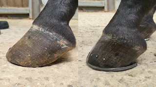 You should get double the money for this hoof