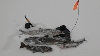 ТУНДРА РАДУЕТ УЛОВОМ / WINTER FISHING