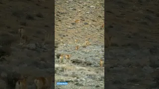 Spring and herd of wildsheep #wildlife  #wildsheep #nature #wildanimals #wild #mouflon #shorts