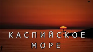 Каспийское море или озеро? Интересные факты про Каспий.