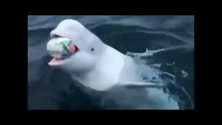 Beluga is  playing fetch with an official 2019 Rugby World Cup ball