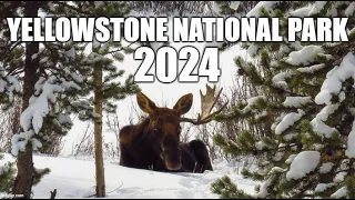 Yellowstone National Park, 2024