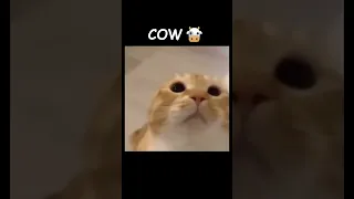 Moo Cat 🐄