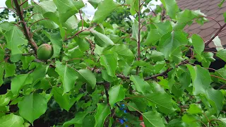 Tăierile în verde la pomii fructiferi.