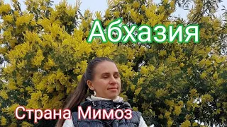 Абхазия Страна Мимоз