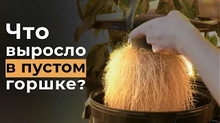 ОНО ВЫРОСЛО В ГОРШКЕ С ВОЗДУХОМ, ИТОГИ ЭКСПЕРИМЕНТА!