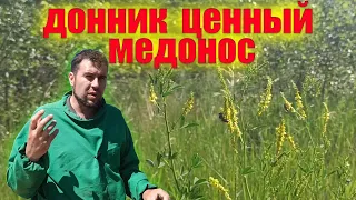 Медоносы для пчел. Донник желтый двухлетний ценный медонос для пчел