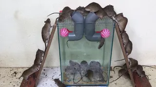 The best ways to catch mice | Simple and effective homemade mouse trap |   best mousetrap