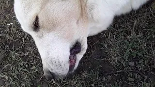 Клещ.Первые признаки укуса и первая помощь собаке