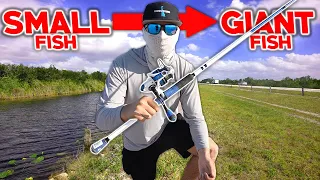 Food Chain Fishing Challenge! Tiny Fish to HUGE River Monster (Everglades)