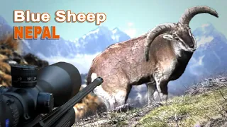 Blue Sheep hunting in Népal // Chasse au Bharal au Népal // 2022
