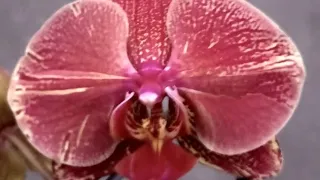 continuação com doritaenopsis big Ben - orquidario Fogaça - 16/05/2024