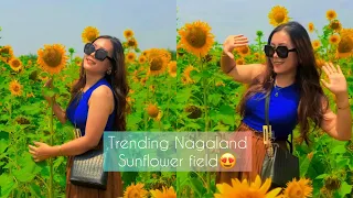 A beautiful Sunflower field/ in Nagaland which is going viral 🌻😍 📍Dansiripar gate opposite