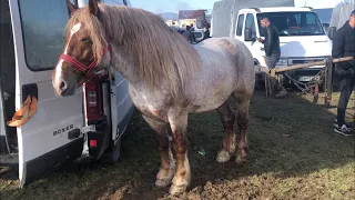 Коні Ваговози. Базар в Румунії. Targ de cai din Sighetul-Marmatiei.🐴🐴🐴🔥🔥🔥
