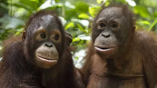 ORANGUTAN GOES TO FOREST SCHOOL!