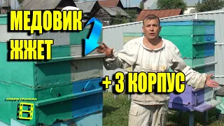 СТАВИМ 3 КОРПУСА НА УЛЬИ. СУПЕР СЕМЬЯ-МЕДОВИК В РАБОТЕ. ЛЮБИТЕЛЬСКОЕ ПЧЕЛОВОДСТВО ДЛЯ НАЧИНАЮЩИХ