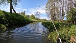 PSTRĄGI Z NIEZNANEGO STRUMYKA | MAJOWY SPINNING