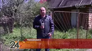 В Нижнекамском районе нашествие гусениц