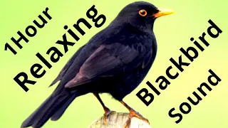 1 HOUR, Relaxing Blackbird Sound