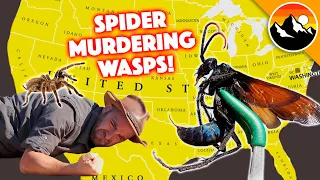 SPIDER-MURDERING WASPS - 10 Things You Probably Need to Know!