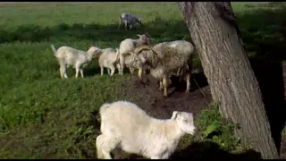 Когда козе нужен козёл